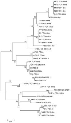 Occurrence and Variety of β-Lactamase Genes among Aeromonas spp. Isolated from Urban Wastewater Treatment Plant